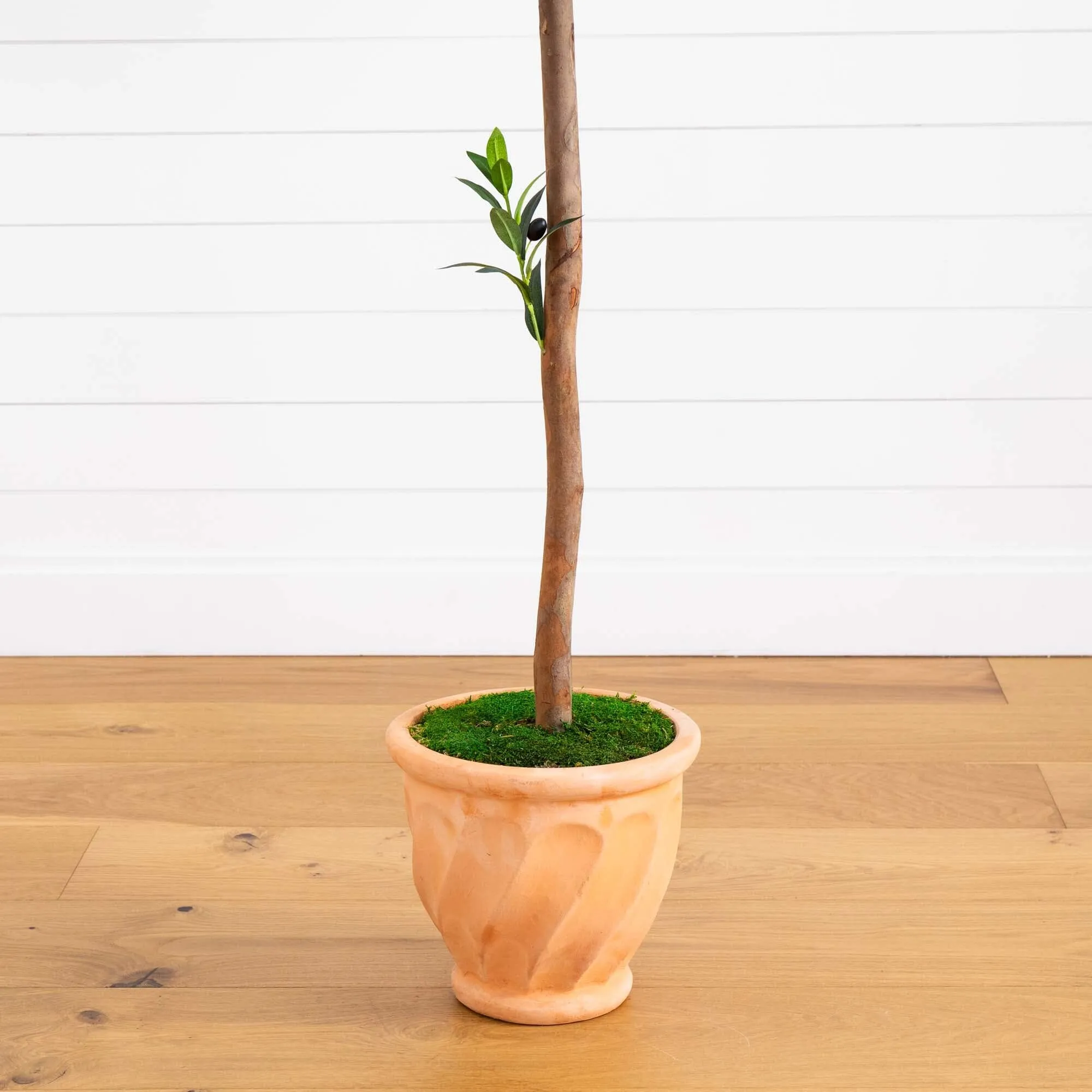 63” Olive Topiary Artificial Tree in Terra Cotta Planter (Indoor/Outdoor)