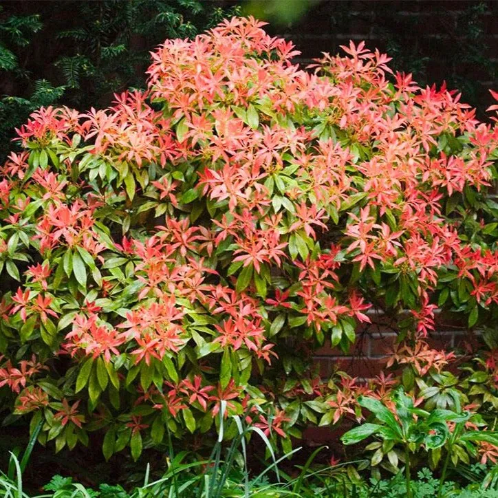 Pieris Mountain Fire
