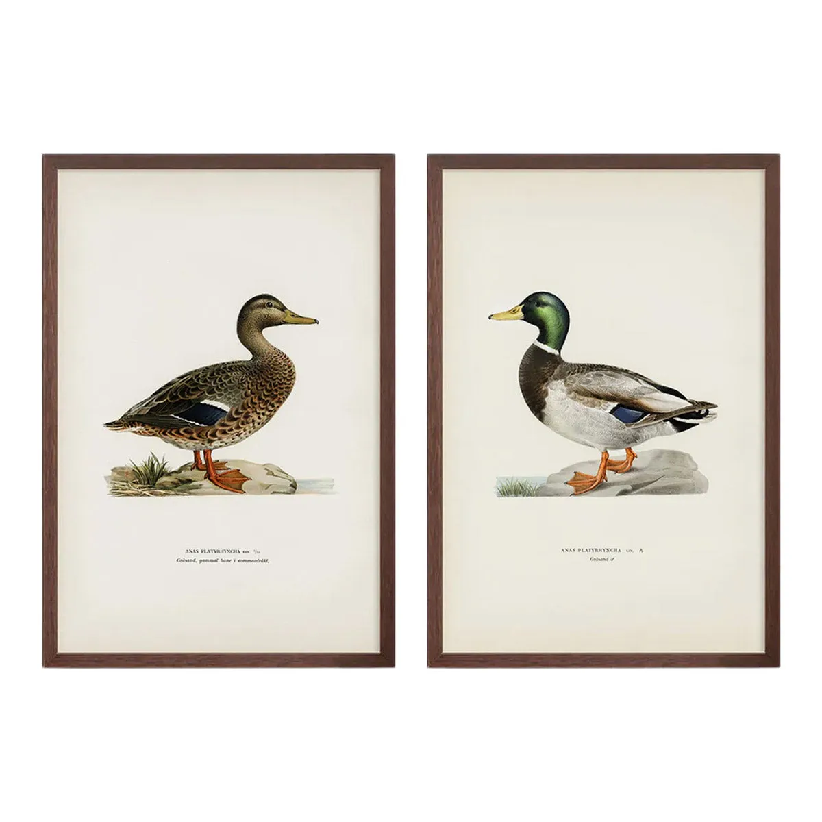 Vintage Duck Pair Prints